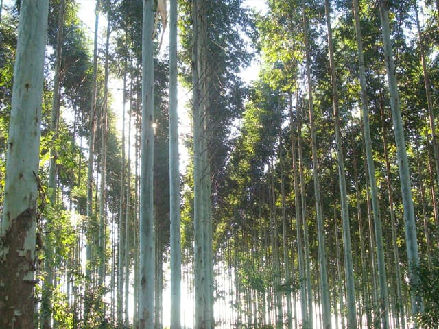 Buscan inversión de US$ 7.000 millones en celulosa y papel