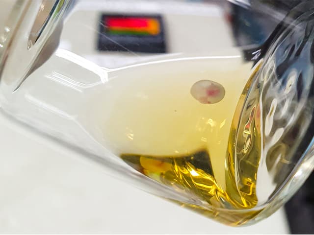 Hacen crecer embriones fuera de útero