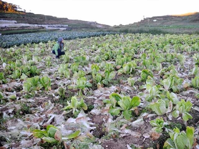 Los efectos del clima en la producción de alimentos