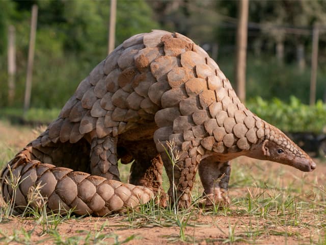 Buscan el origen del coronavirus