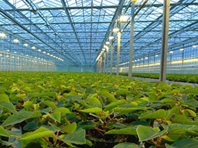 Plasma en el campo: buscan  tecnologías para mejorar