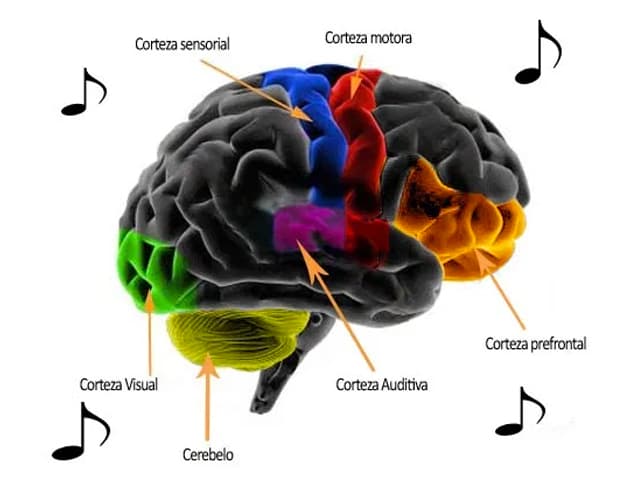 Beneficios cerebrales de tocar un instrumento