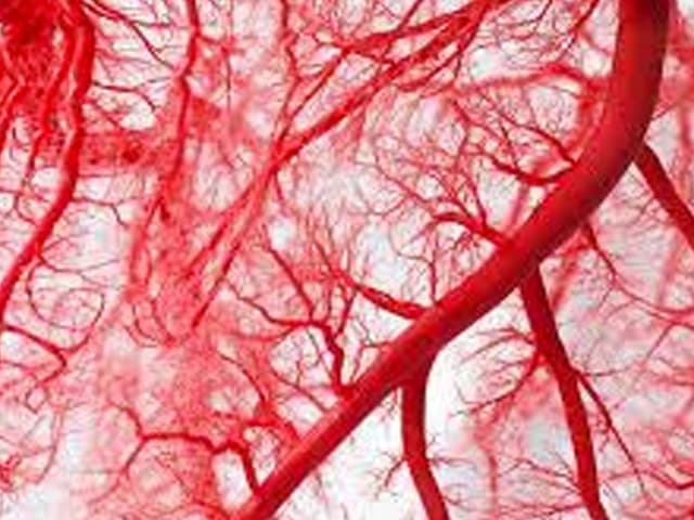 Vasos sanguíneos crecen en un tejido artificial