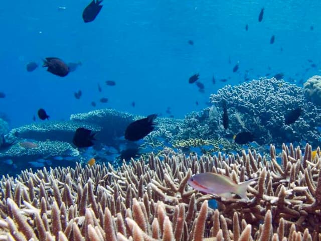 Un acuerdo que proteja la  biodiversidad en alta mar