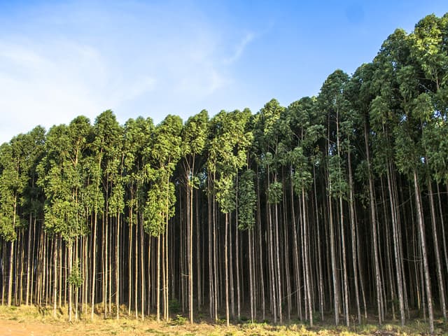 Eucaliptos, una especie invasiva y muy inflamable