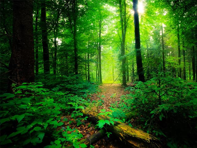 Proyectos forestales y la  neutralidad del carbono