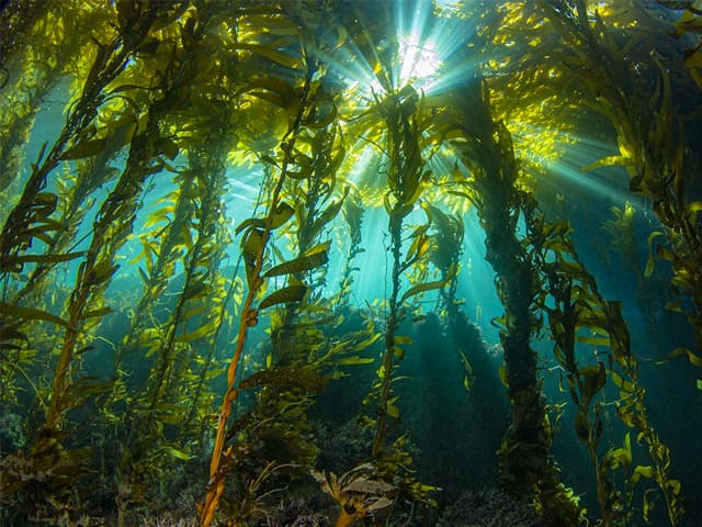 Plantan kelp para frenar el calentamiento global