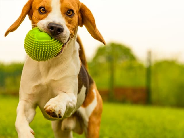 Este sí es un nuevo negocio: los seguros para mascotas