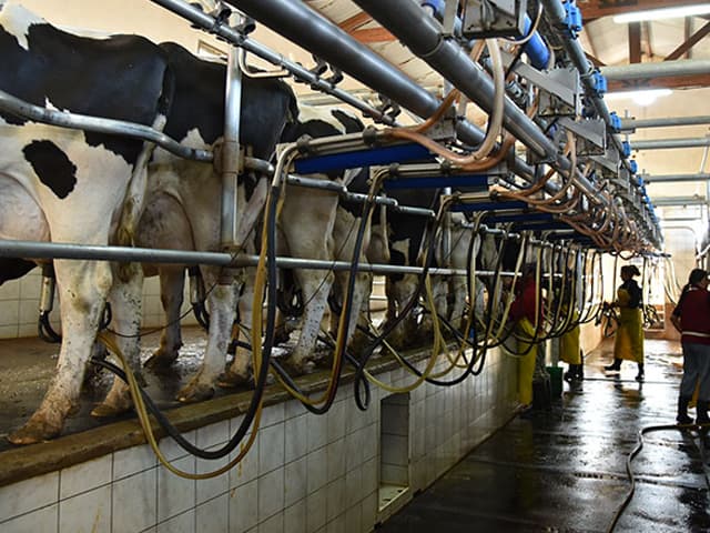 Los tambos del futuro: programa educativo de Mastellone Hnos.