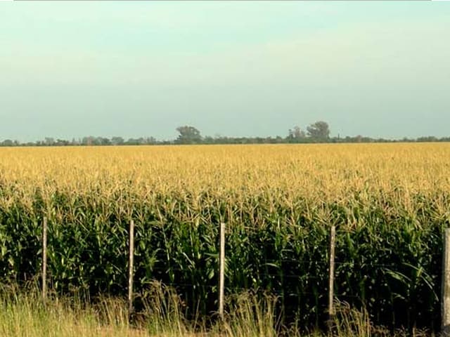 El agro apuesta, pero clima y precios pueden complicar