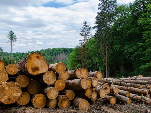 Se sigue financiando la deforestación