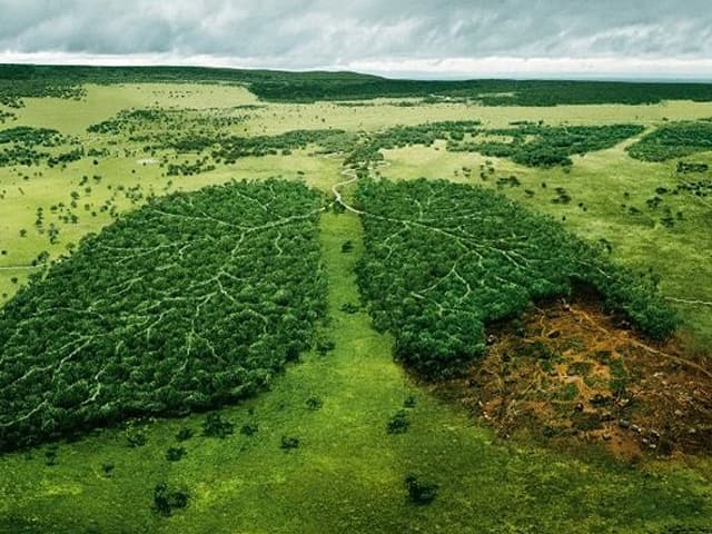 La deforestación avanza con un ritmo alarmante