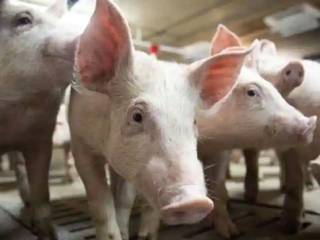 Transplantan a un humano el riñón de un cerdo