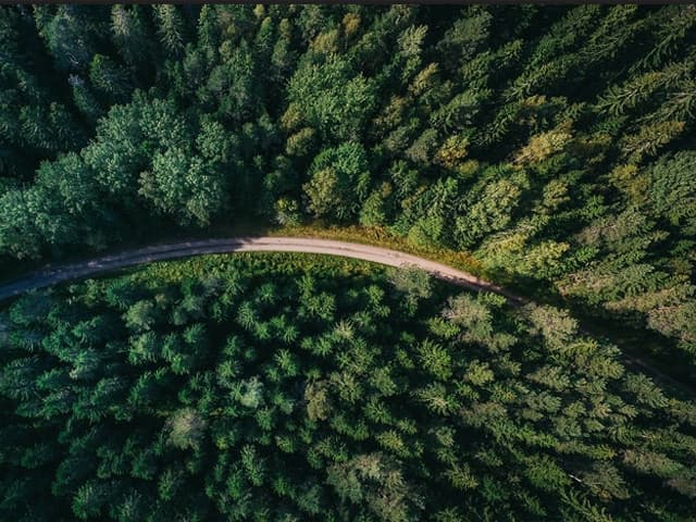 COP26: declaración trascendental para la protección de los bosques