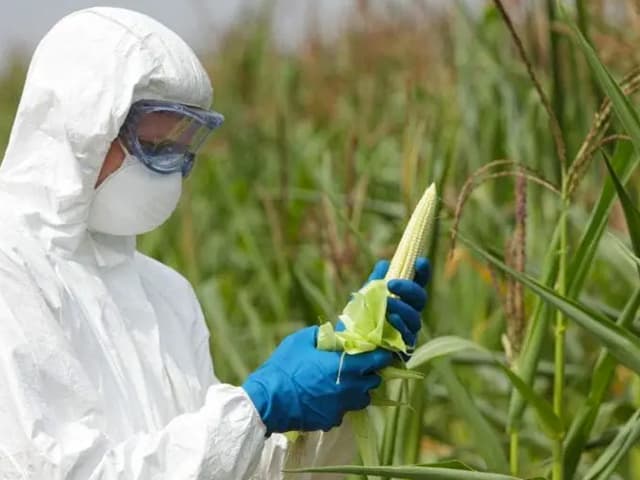 La biotecnología para mejorar el rendimiento de los cultivos