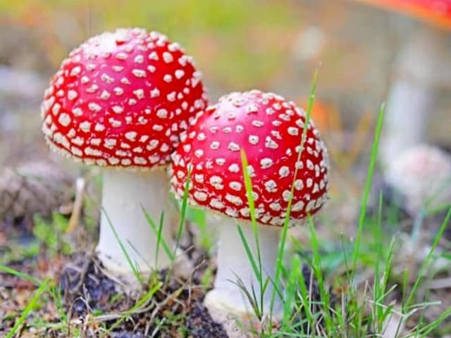 Los hongos en el arsenal de fármacos y en nuevos productos industriales