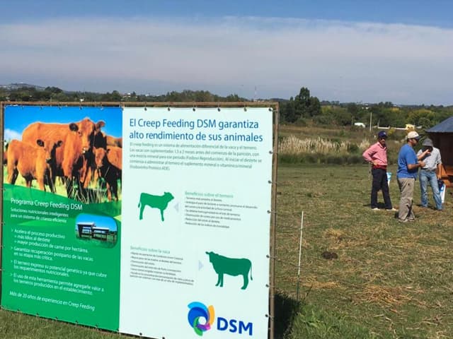 DSM apuesta por una nueva estructura para el negocio de nutrición y salud animal