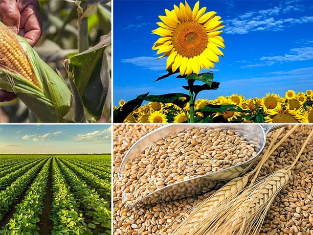 Cuenta corriente: superávit de 1,4% del PBI en 2021 