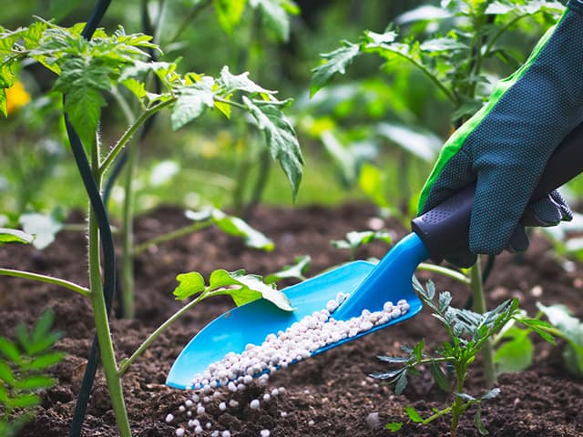 Precio de fertilizantes y su  impacto al producir alimentos