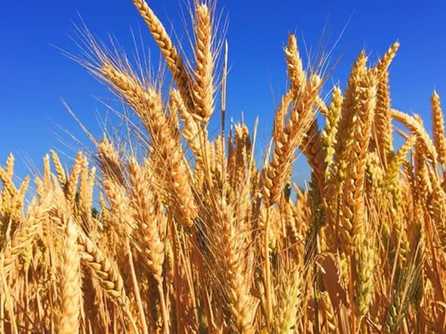 Europa no corre riesgo si hay desabastecimiento de trigo