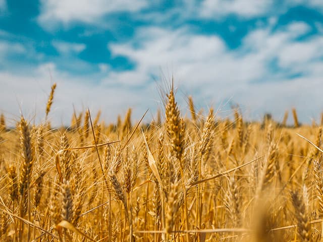 Menos exportación, más crisis de alimentos