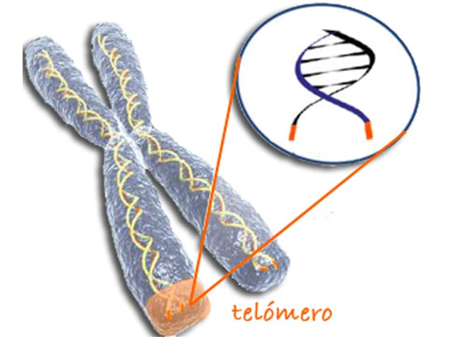 Cómo el ADN puede ayudar a retrasar el envejecimiento