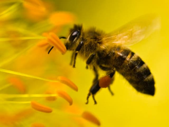 Insectos que desaparecen con el cambio climático