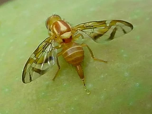 Descubren un algoritmo responsable de la toma de decisiones