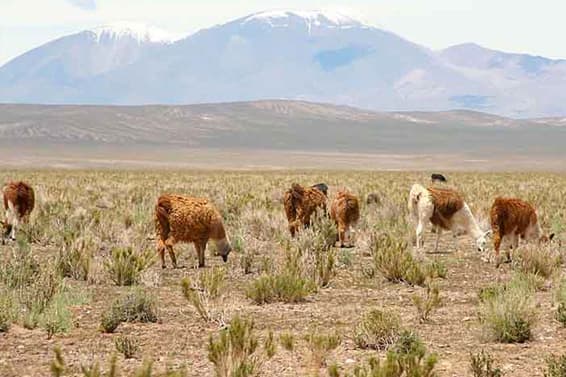 El país en default ambiental: recursos naturales en rojo