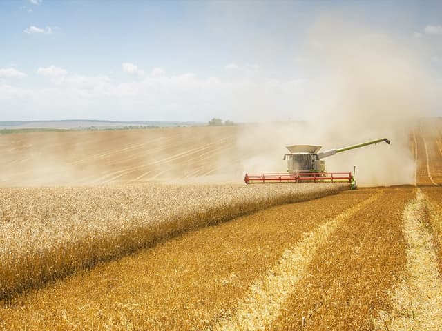Trigos más eficientes para evitar pérdidas de fertilizante