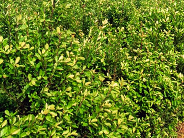 El análisis actualizado de la cadena de la yerba mate