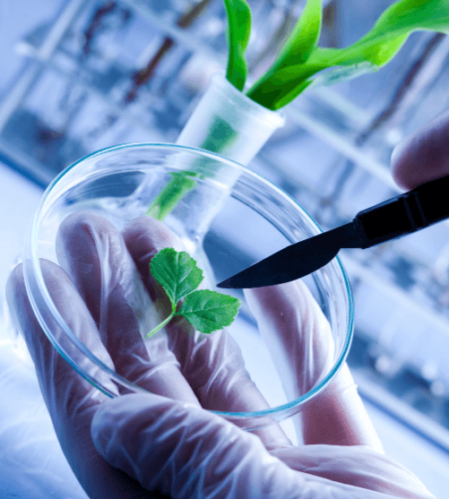 Biotecnología blanca o en el ámbito industrial