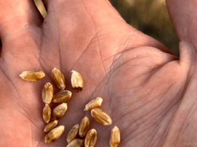 Hay tres escenarios para la cosecha agrícola