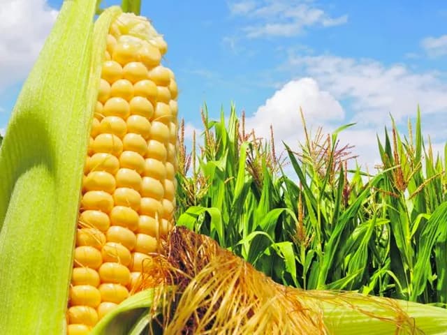 La oferta de maíz toca el  piso histórico en 10 años