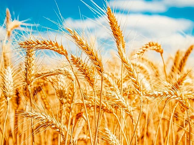 "La sequía costará 3% del PBI y 30% de inflación"