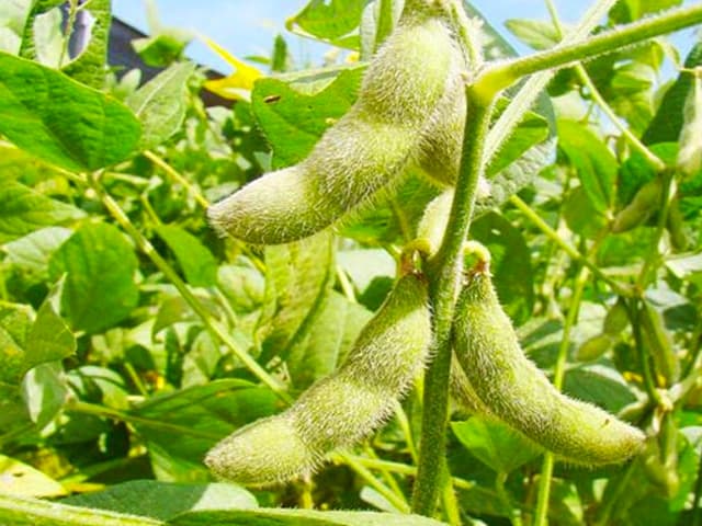 China modifica su estrategia de importación de granos y genera incertidumbre internacional