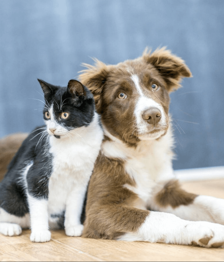 Profundos vínculos entre los argentinos y sus mascotas