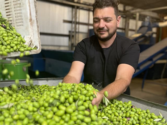 Olivícola Laur lanza su aceite de oliva virgen extra alto en polifenoles