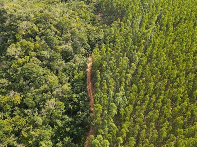 La bioeconomía debe tener en  cuenta la conservación forestal