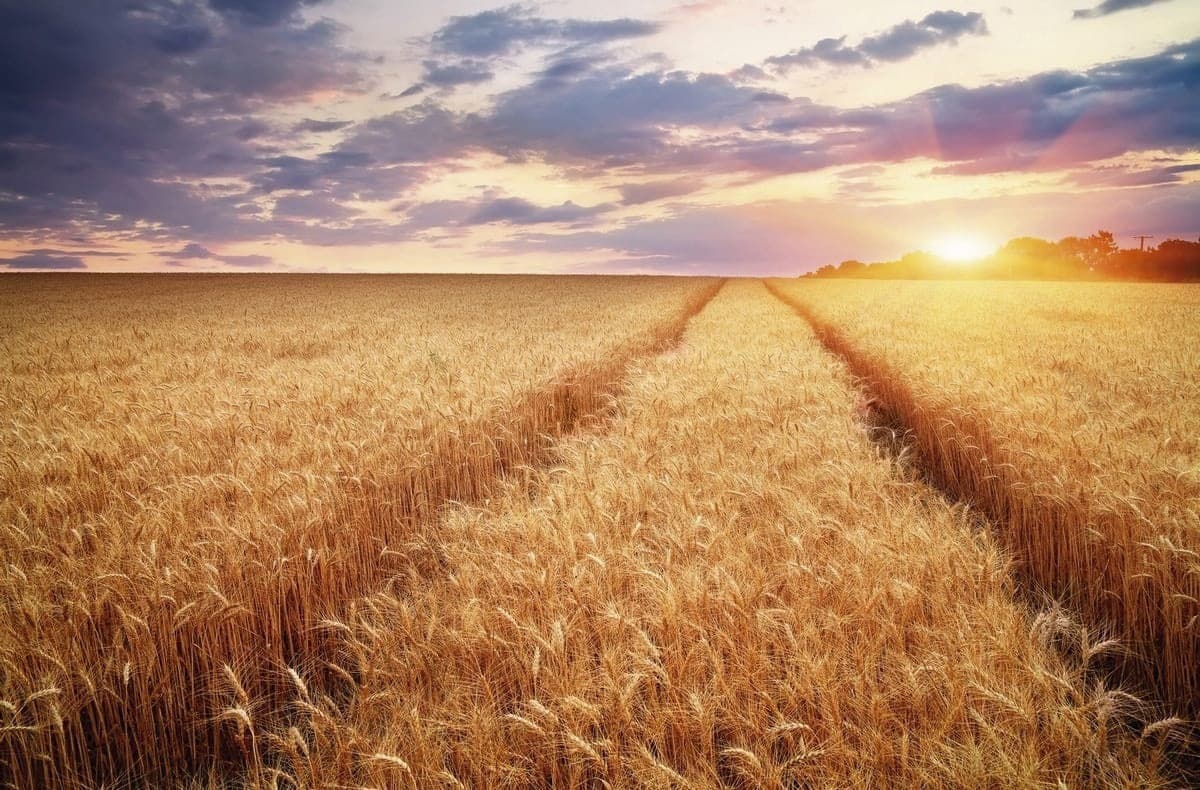 Inversión local en  campos extranjeros