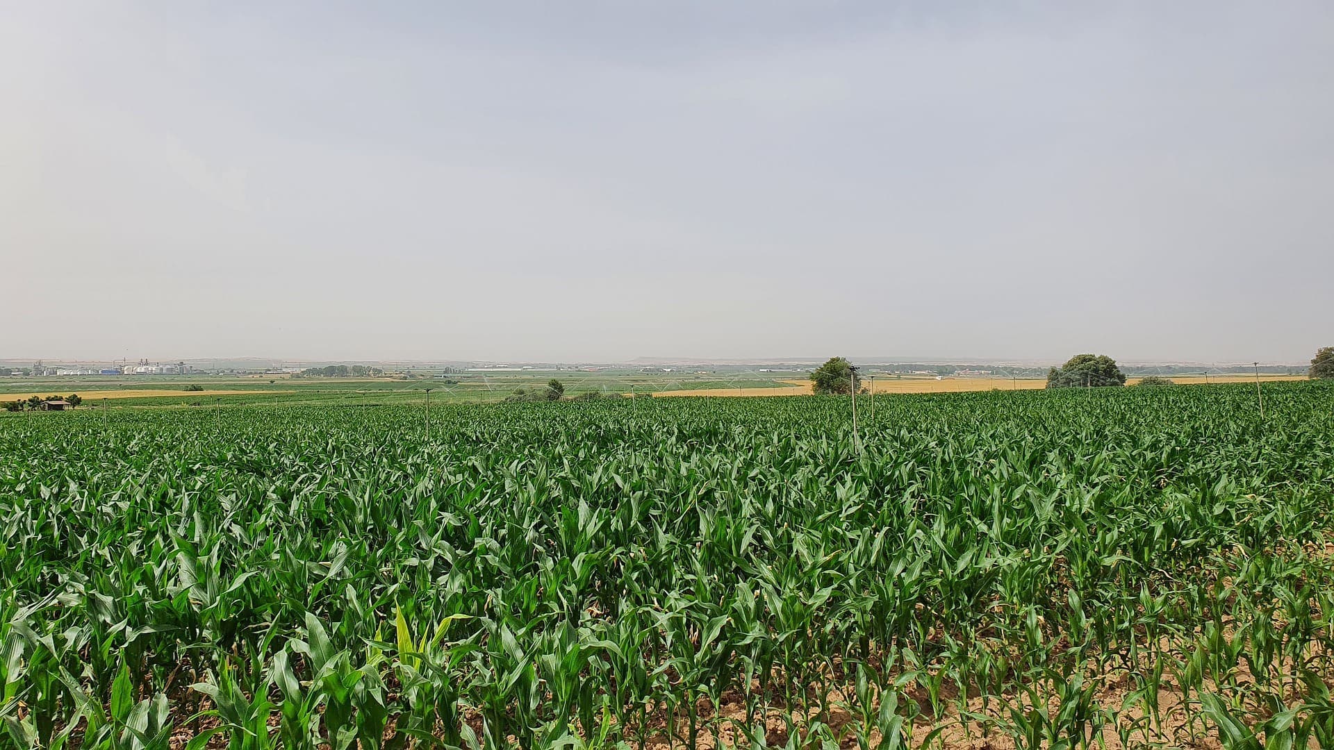 Agricultura digital: ¿Cómo generar rentabilidad en contextos desafiantes?