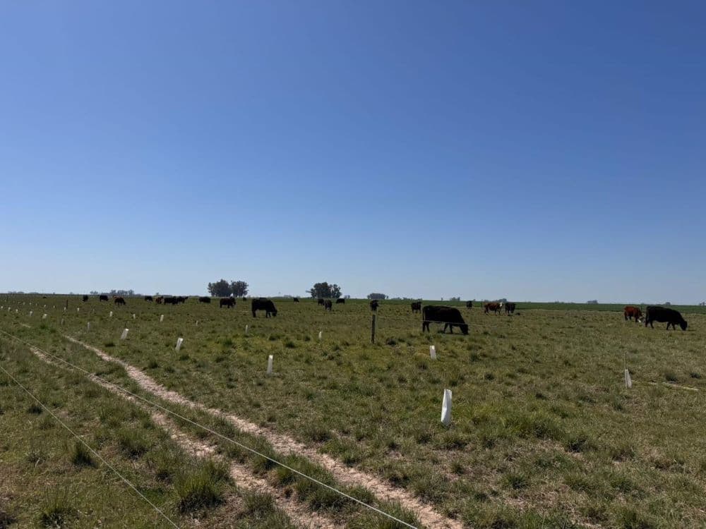 Lanzan un proyecto para reforestar y poner en valor los suelos de campos en Pergamino