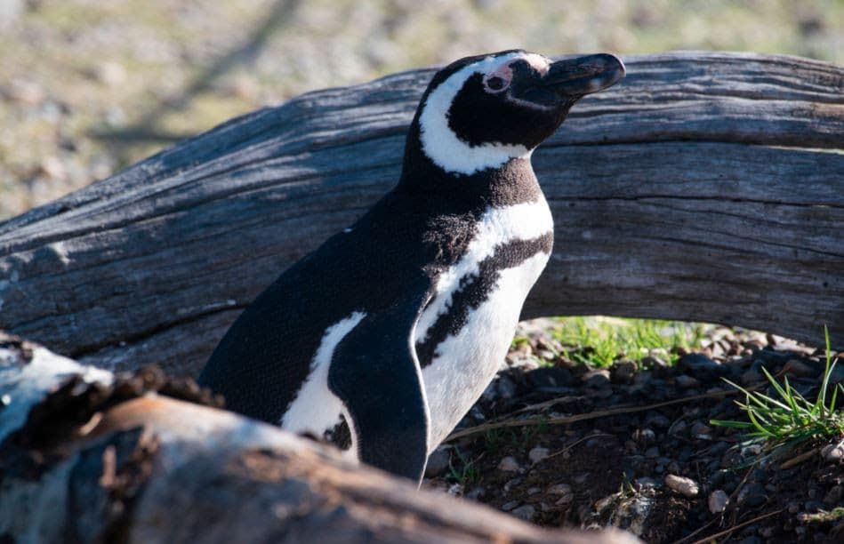 Comienza el juicio oral por la masacre de pingüinos en Punta Tombo
