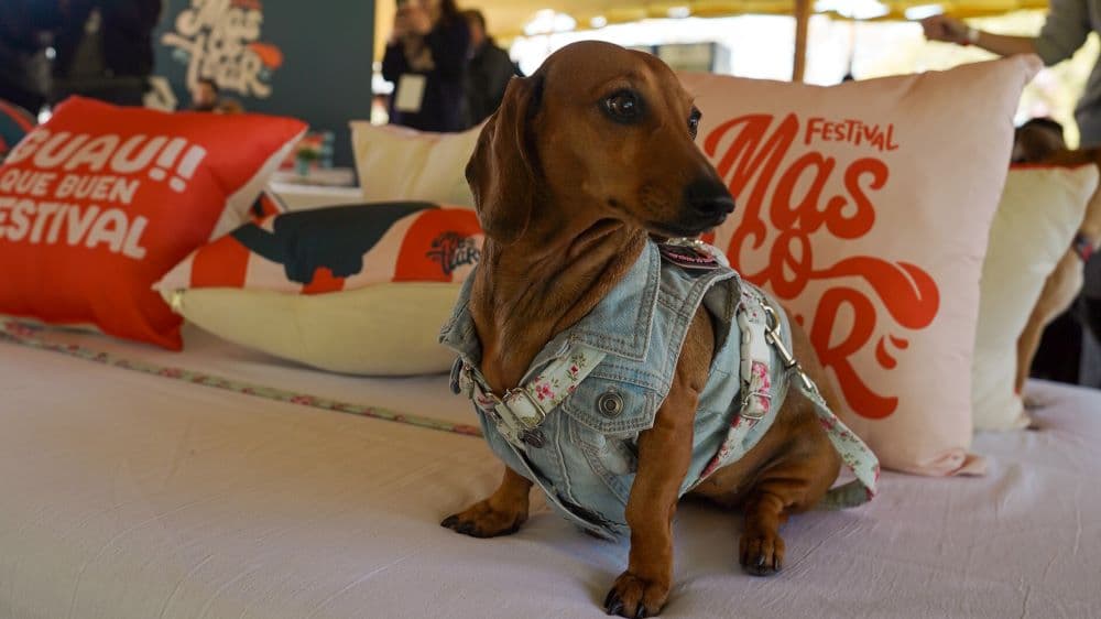 Vuelve Mascotear, el festival para las mascotas y sus humanos