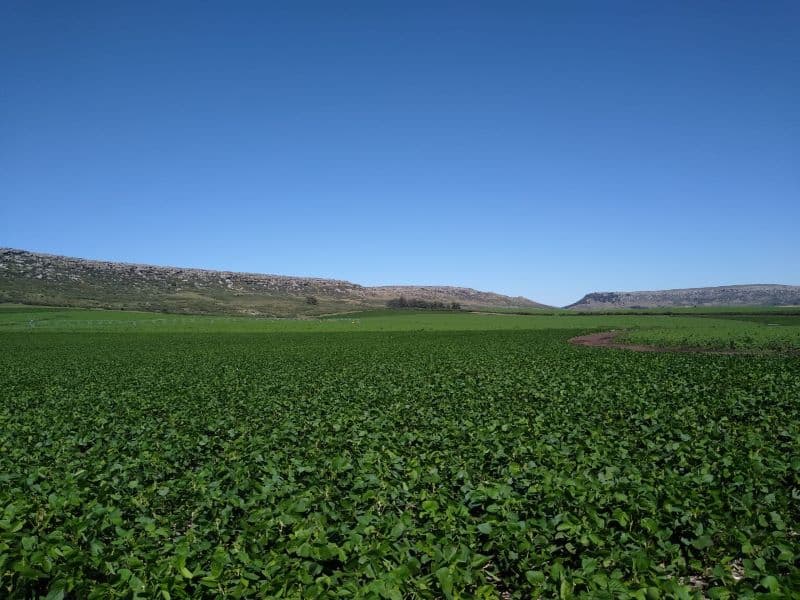 Compañía de Tierras Sud Argentino obtiene el estándar más alto de soja sostenible