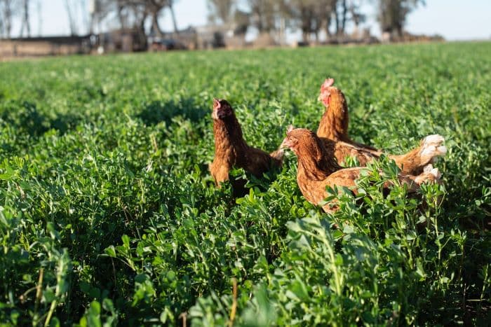 Carrefour presenta en el mercado huevos de gallinas libres de jaula y con acceso a campo