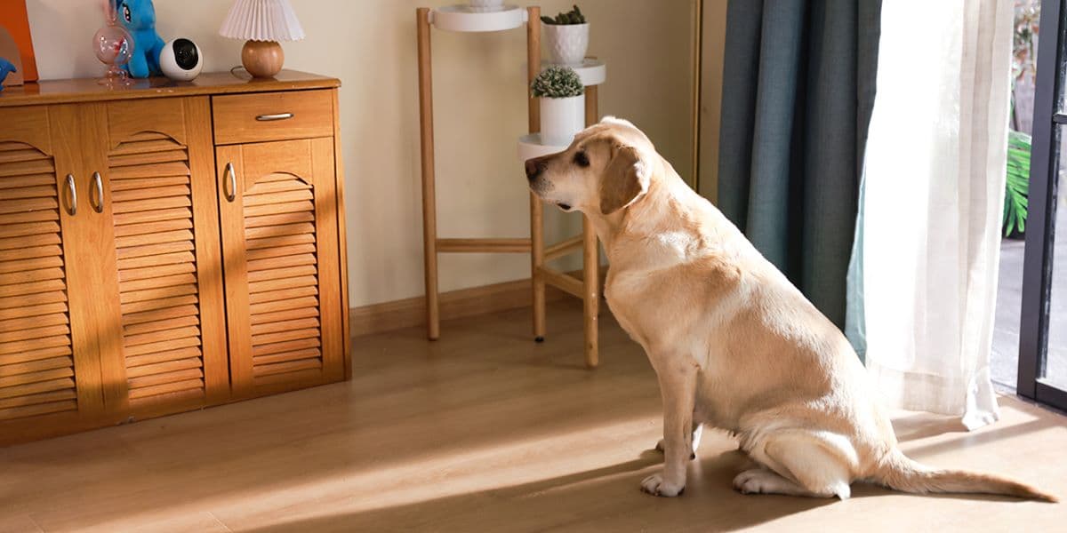 Cámaras de seguridad para interiores: las más vendidas por Ezviz