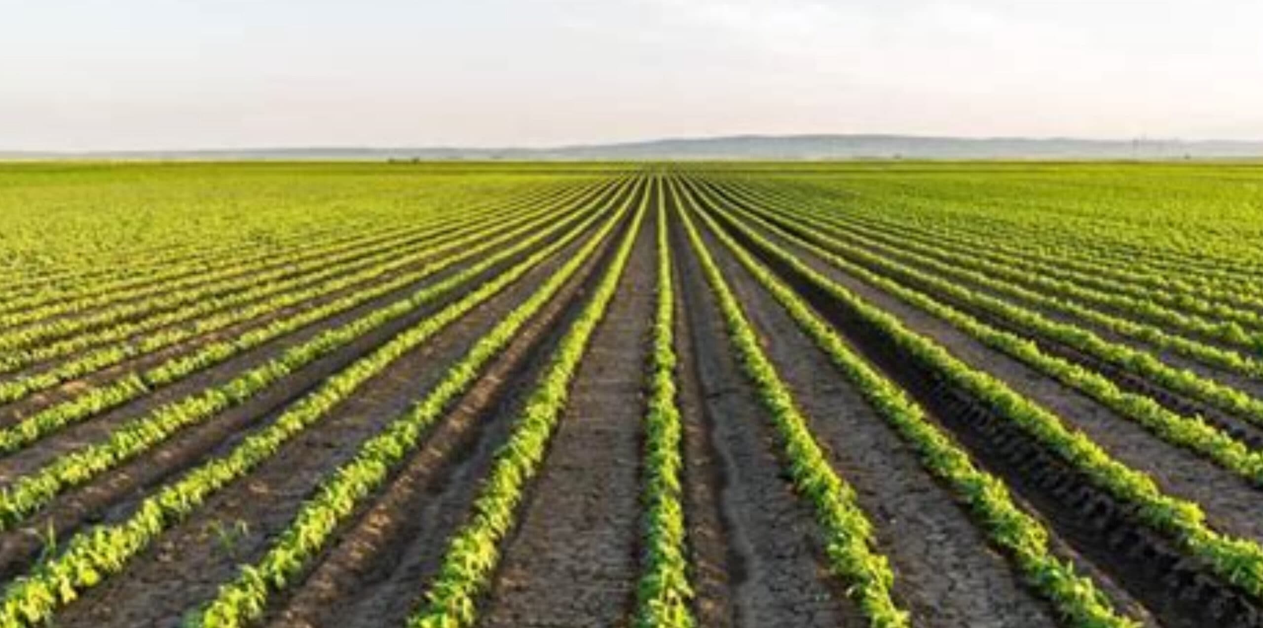 Francia, agricultura y controversia: la ley Duplomb en el centro del debate europeo
