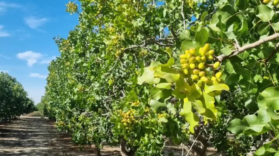 Prodeman impulsa el boom del pistacho en San Juan con el cultivo de 500 nuevas hectáreas