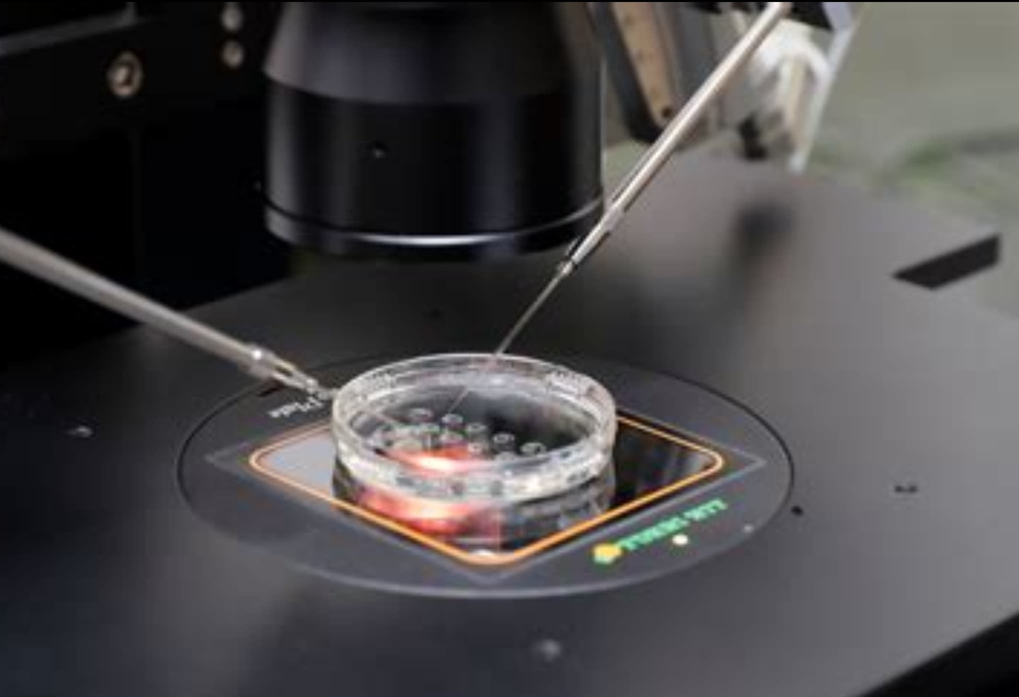 Talento argentino para un nuevo paradigma en medicina reproductiva